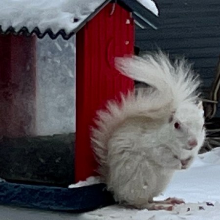 Snowball the albino squirrel