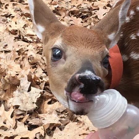 bottle fed fawn