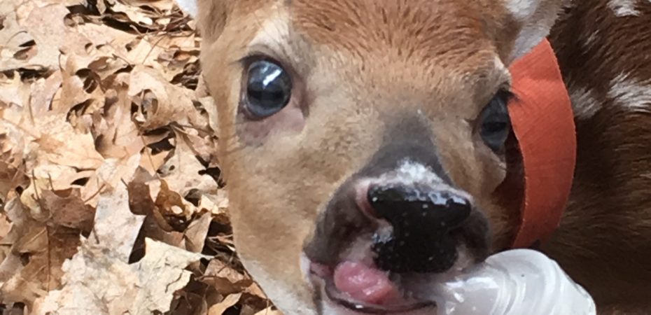 bottle fed fawn