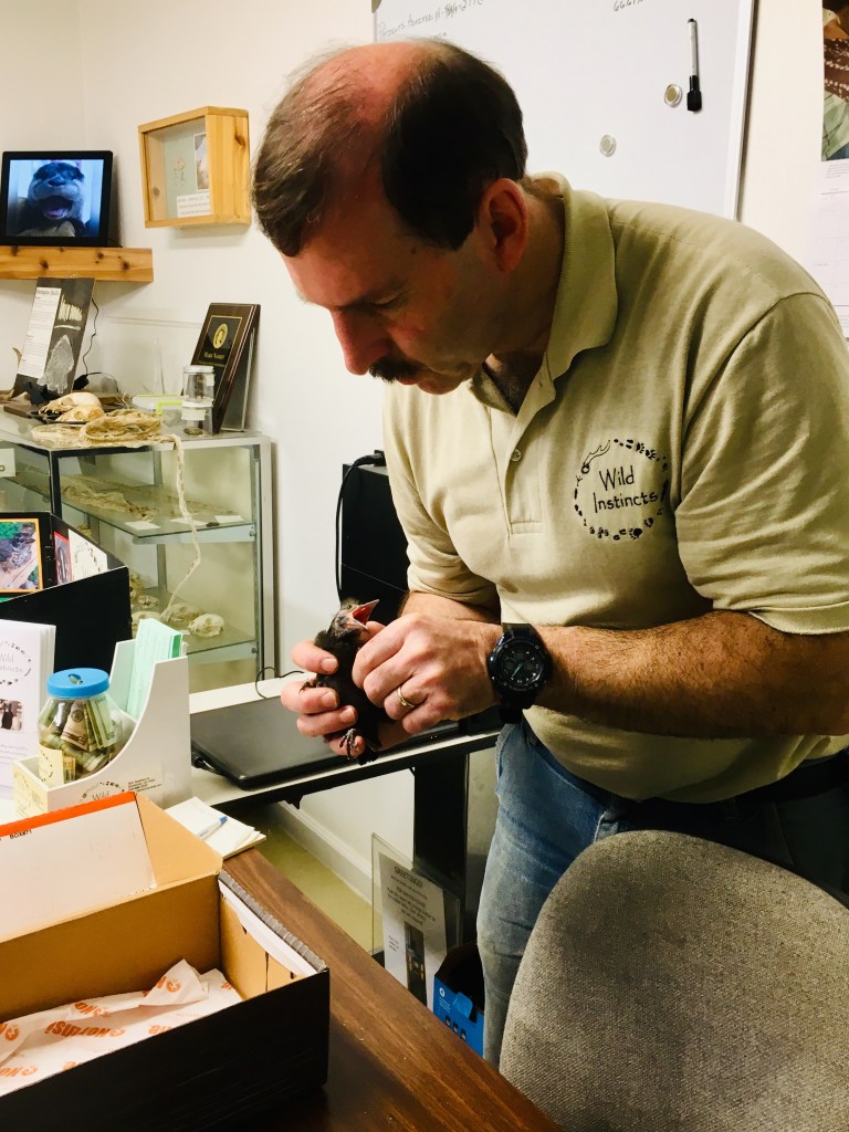 Mark nano admit an orphaned bird at Wild Instincts